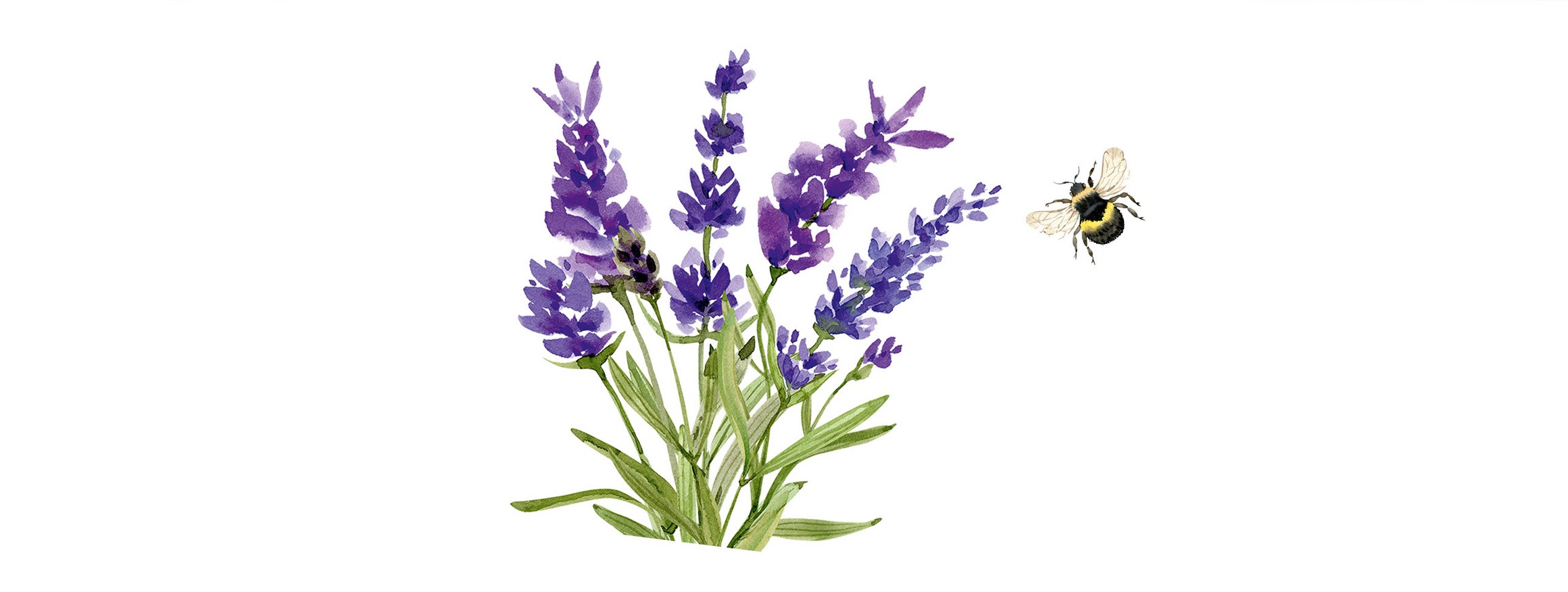 Die Illustration zeigt lila Gartenblumen die von einer Hummel angeflogen werden