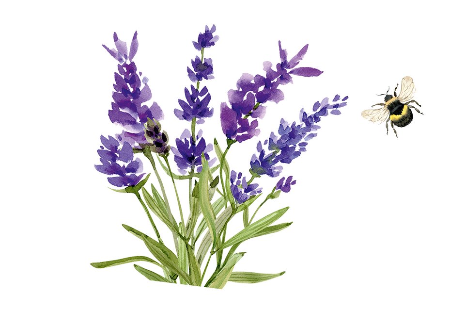 Die Illustration zeigt lila Gartenblumen die von einer Hummel angeflogen werden