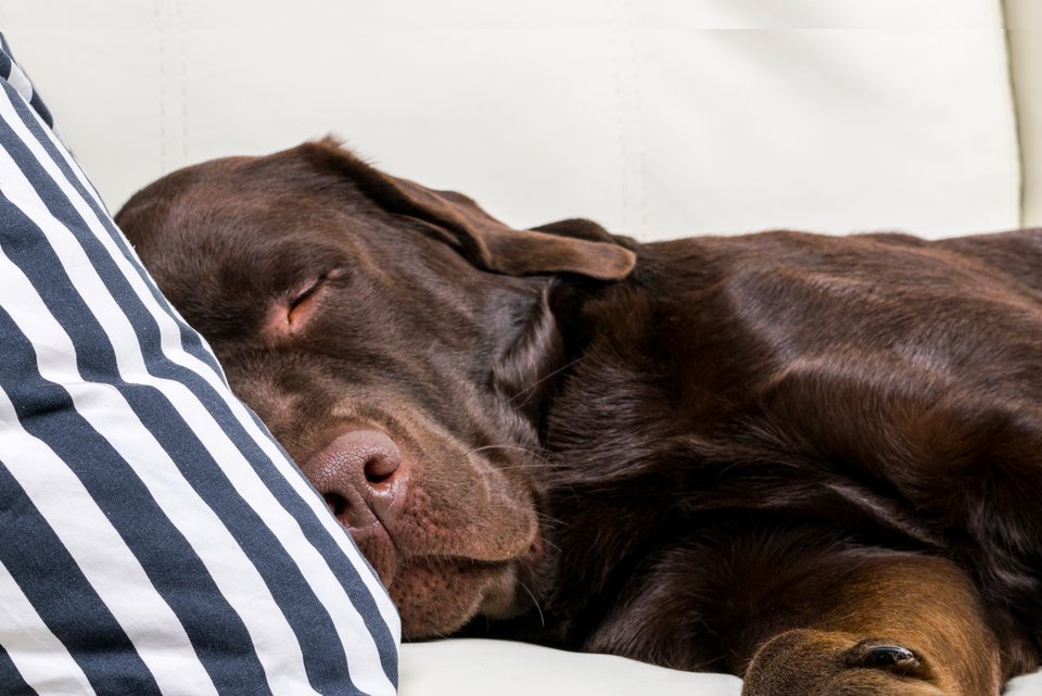 Ein großer brauner Hund liegt schlafend auf dem Sofa, den Kopf auf einem gestreiften Kissen und träumt